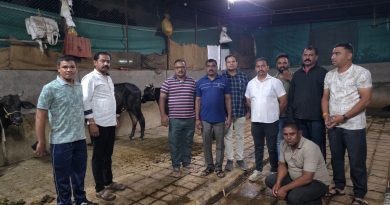 गोठ्यात कत्तलीचा ‘डेथ कॅम्प’     विना चारा-पाण्याच्या अमानुष कैदेत १० गायी; विधीसंघर्षित बालकासह एक जेरबंद      _संगमनेरला कत्तलीसाठी रवाना करण्याचा डाव पोलिसांनी पहाटेच हाणून पाडला_ 