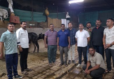 गोठ्यात कत्तलीचा ‘डेथ कॅम्प’     विना चारा-पाण्याच्या अमानुष कैदेत १० गायी; विधीसंघर्षित बालकासह एक जेरबंद      _संगमनेरला कत्तलीसाठी रवाना करण्याचा डाव पोलिसांनी पहाटेच हाणून पाडला_ 