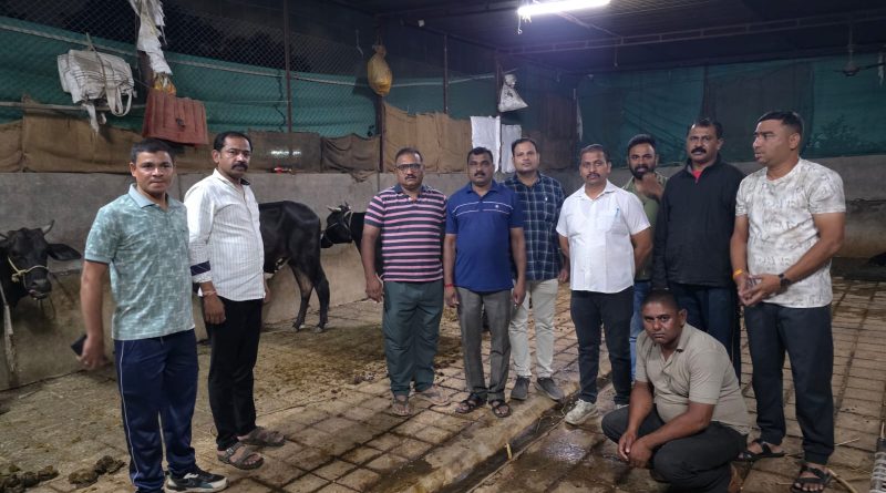 गोठ्यात कत्तलीचा ‘डेथ कॅम्प’     विना चारा-पाण्याच्या अमानुष कैदेत १० गायी; विधीसंघर्षित बालकासह एक जेरबंद      _संगमनेरला कत्तलीसाठी रवाना करण्याचा डाव पोलिसांनी पहाटेच हाणून पाडला_ 